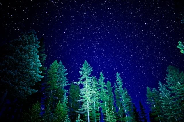 Night sky with stars and trees representing evolutionary astrology and soul-level life patterns