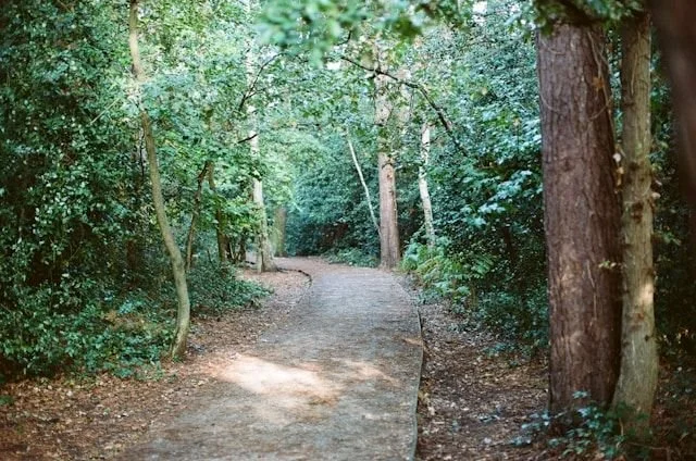Forest path symbolising past life regression and exploration of repeating life patterns