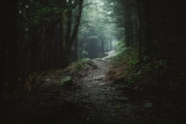 A quiet path through a dark forest, symbolising emotional residue and experiences carried forward from a past life