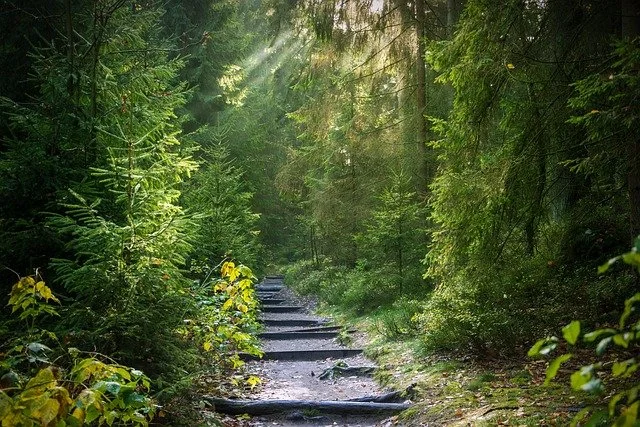 Calm forest path with soft, diffused light, representing a gentle and grounded approach to past life regression.