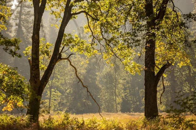 Quiet open field with trees, creating a calm and grounded sense of space.