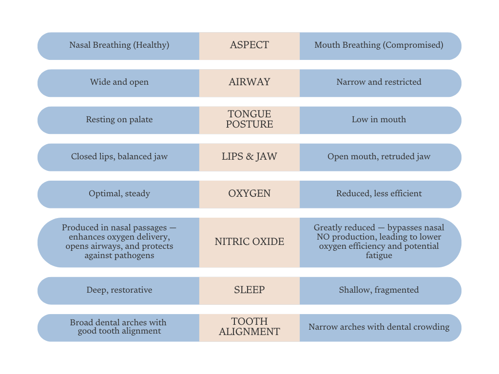 Normal vs Mouth Breathing and Sleep Apnea | Airway-Focused Dentist in ...