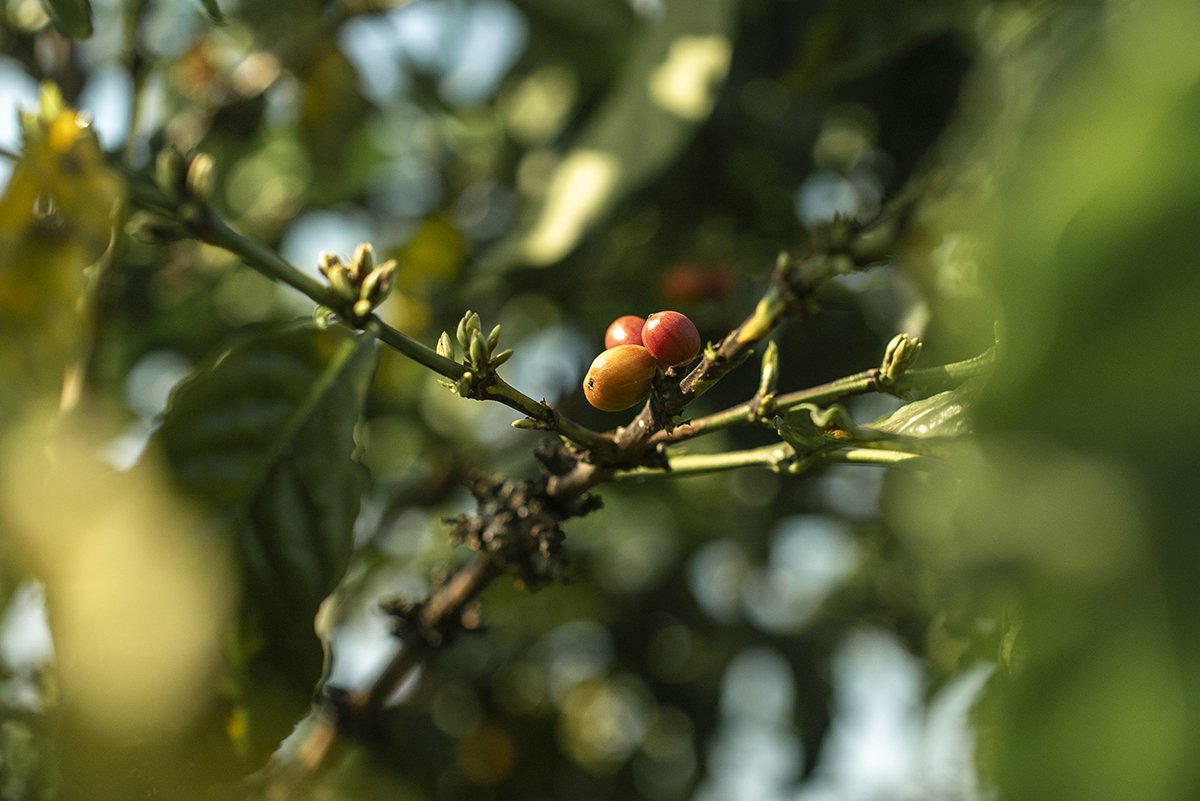 coffee photography uganda