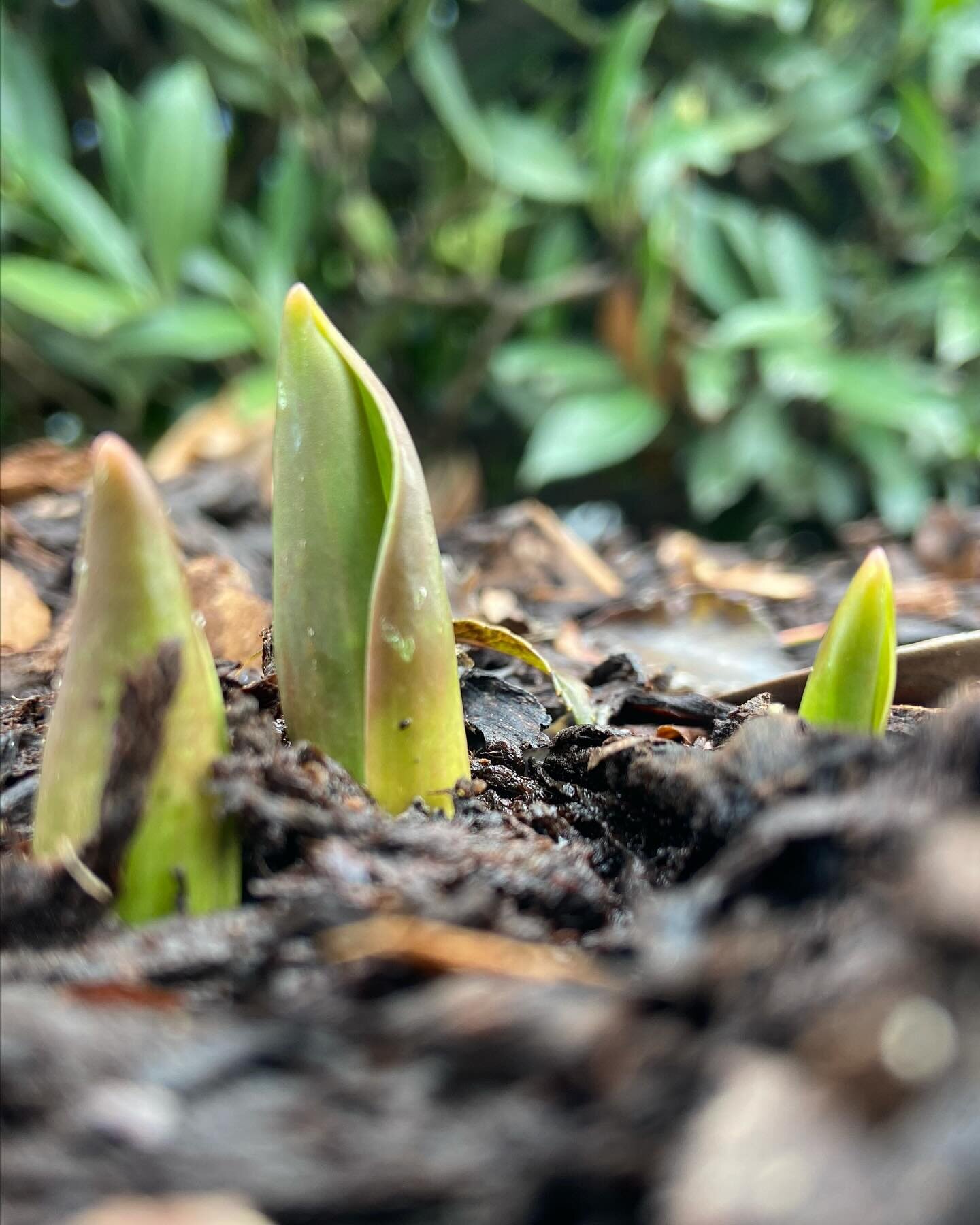 Der Fr&uuml;hling bricht durch 💚🌷🌷
.
.
Fr&uuml;hlingsgef&uuml;hle kommen auf und die Vorfreude auf farbige Bl&uuml;htenpracht hat uns ergriffen 🙌🏻🤩
.
.
Hast du Zwiebelpflanzen im Garten? 
#tulpen #narzissen #hyazinthen #lauch #blaustern #lilien