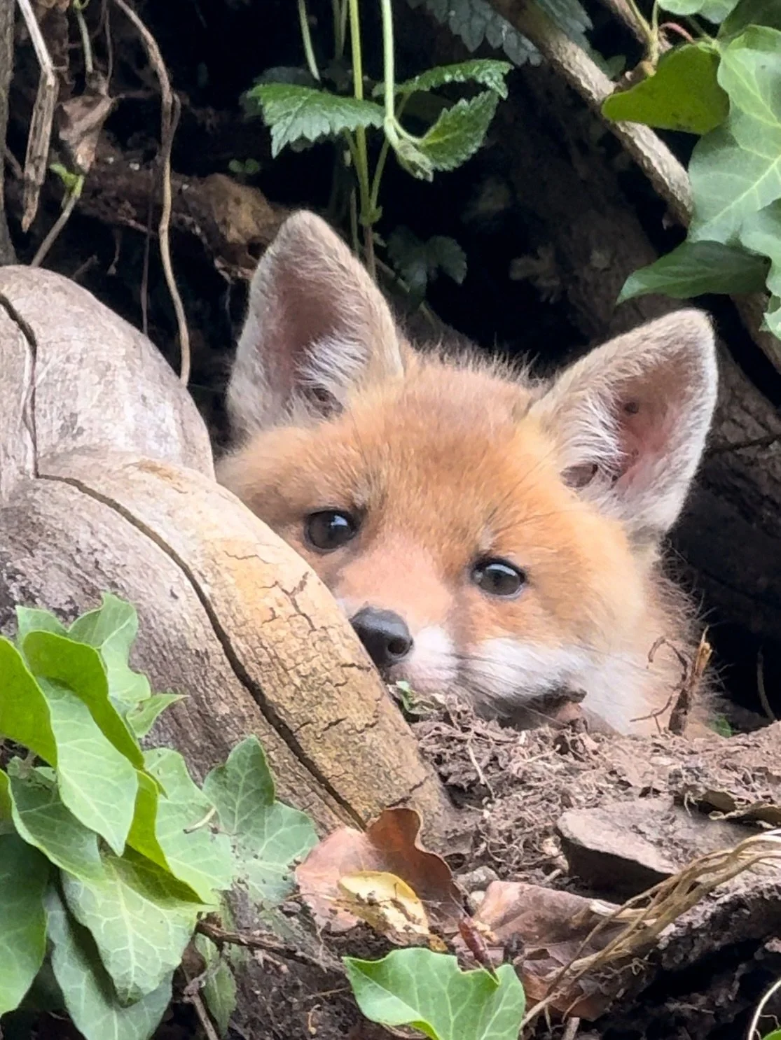 tierisch gut 🦊🦗🦎
.
.
tierische Begegnungen im G&auml;rtner-Alltag 🏡🪏
Kannst du alle 10 Arten genau benennen? 🤩

1) Gr&uuml;nes Heupferd
2) Maine Coon Katze 
3) Th&uuml;ringer Waldziege
4) Blindschleiche 
5) Kaisermantel
6) Blutegel (Pferdeegel)