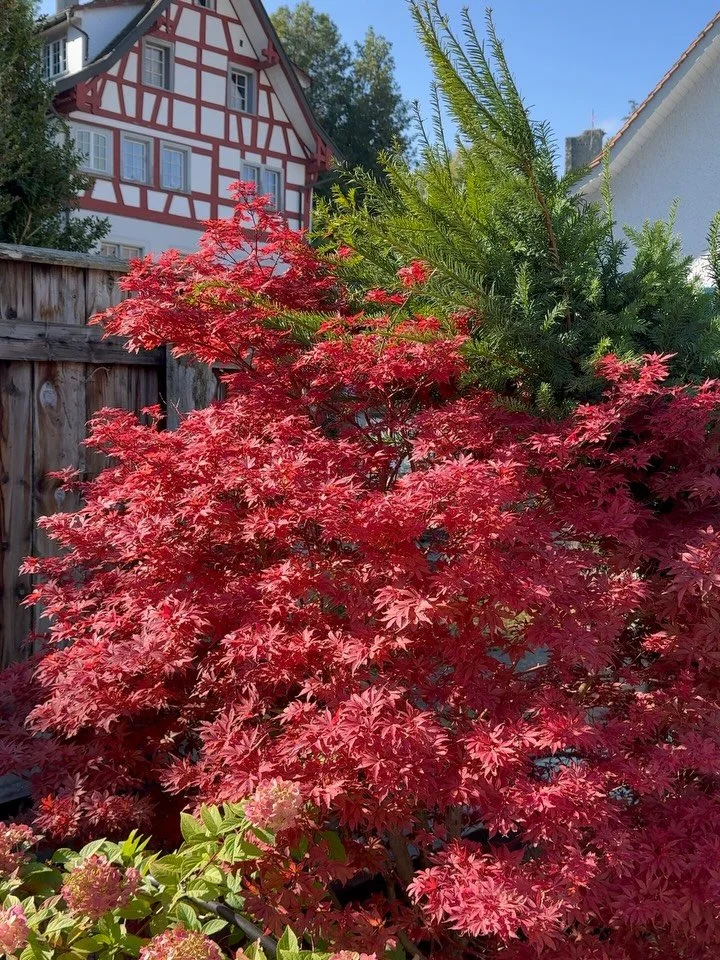 Dachgarten &amp; Innenbegr&uuml;nung 🌿🏙️🪴

Lebensr&auml;ume gestalten ✅

Vorteile: Temperatur- und L&auml;rmschutz, bessere Luftqualit&auml;t, Wohlf&uuml;hlraum und Sichtschutz 

Technik: leichte Substrate, @terresuisse wasserspeichernde Schichten