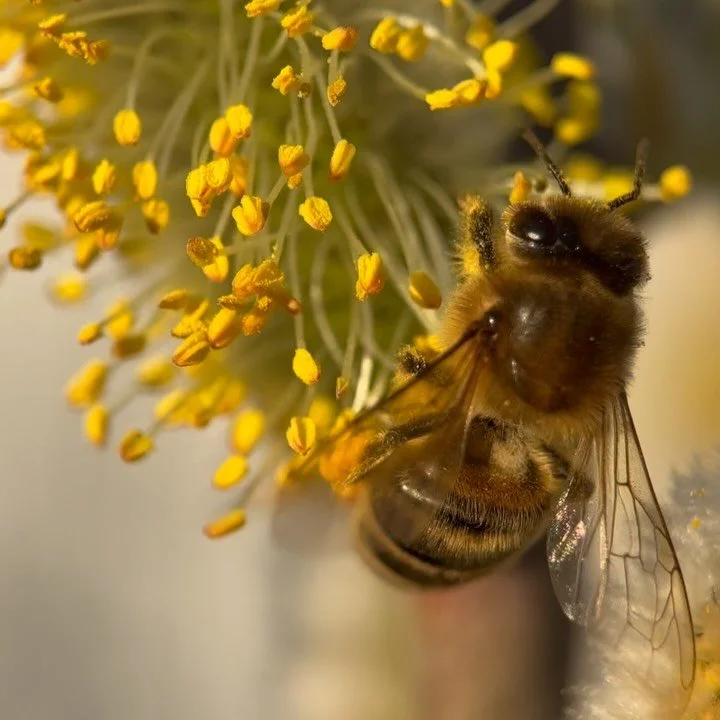 swiss miniature 🔍🇨🇭
.
.
Den Fr&uuml;hling im Zoom ☀️🌱🌼
.
📸 2. Persischer Ehrenpreis
📸 3. Kletter Hortensie
📸 4. Elfenblume &bdquo;5 R&auml;ppler&ldquo; 
📸 5. Wechselbl&auml;ttriges Milzkraut
📸 6.+ 7. Salweide
📸 8. Rot Ahorn
📸 9. Stiefm&uu