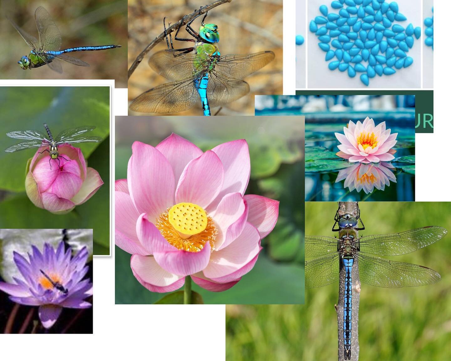 Hi, I am so very late this morning! I slept for around 15 hours last night as I had been awake most of the previous night with knee pain!
This is a recent mood board that I have been playing around with, dragonflies, water lilies, lotus flowers and s