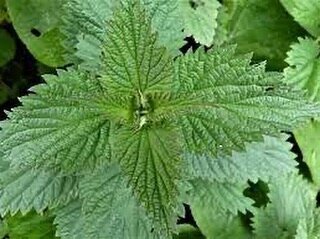 Not what I wanted to be doing! I really wanted to be refining silver jewellery but instead I have been wrestling with stinging nettles that are taller than me in our back garden! 
When did they grow I wonder? 
#nettles #stingnettles #greendye #stung 