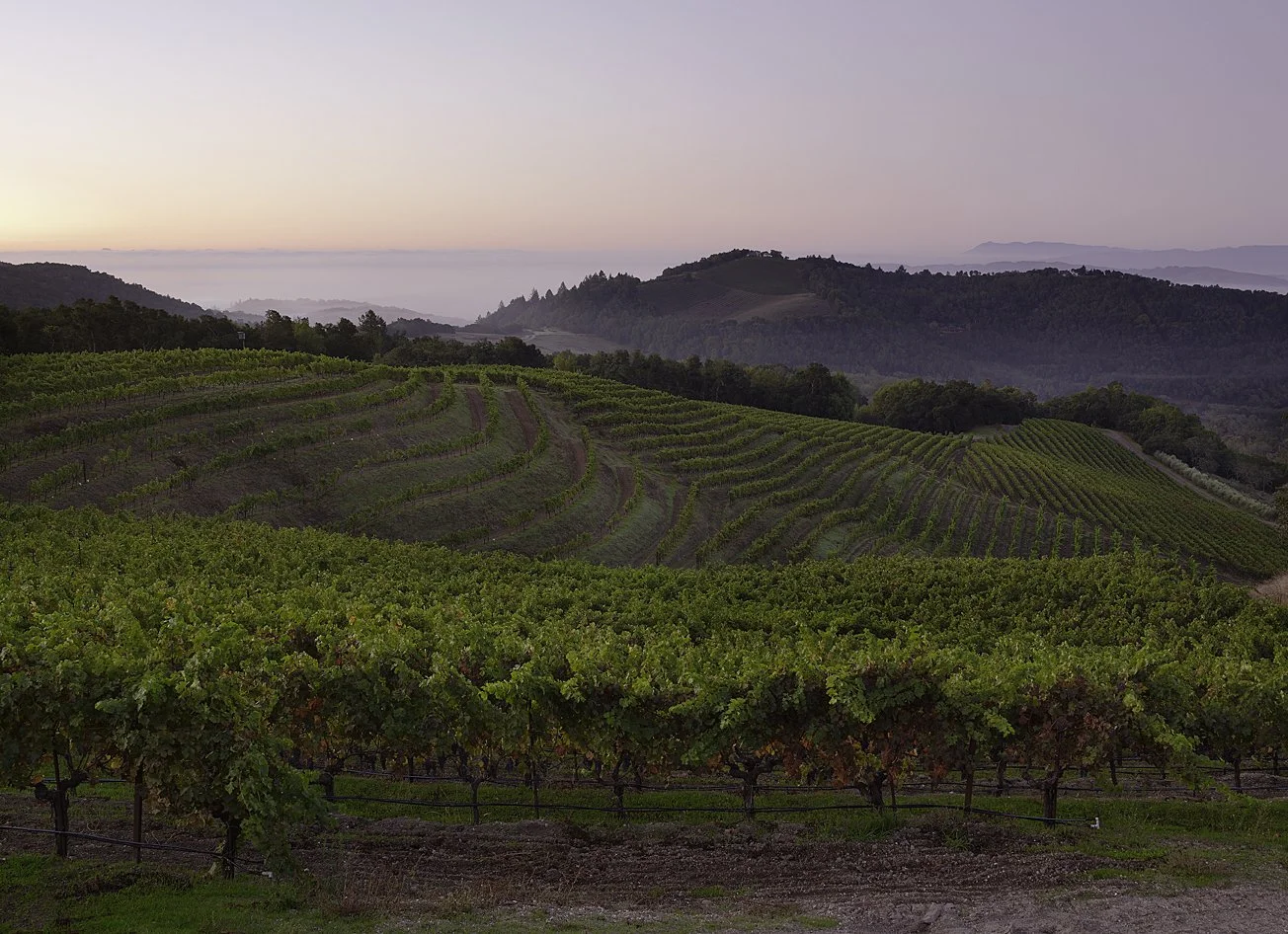 Vineyards on rolling hills during sunset, with a gradient sky and distant mountains.