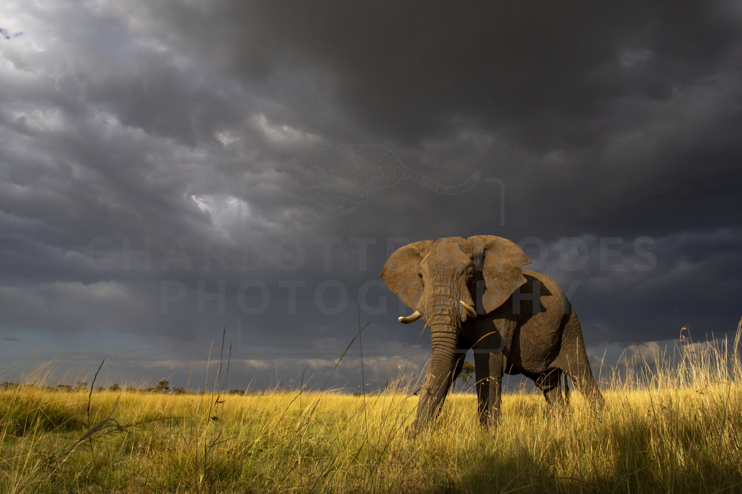 African Elephants