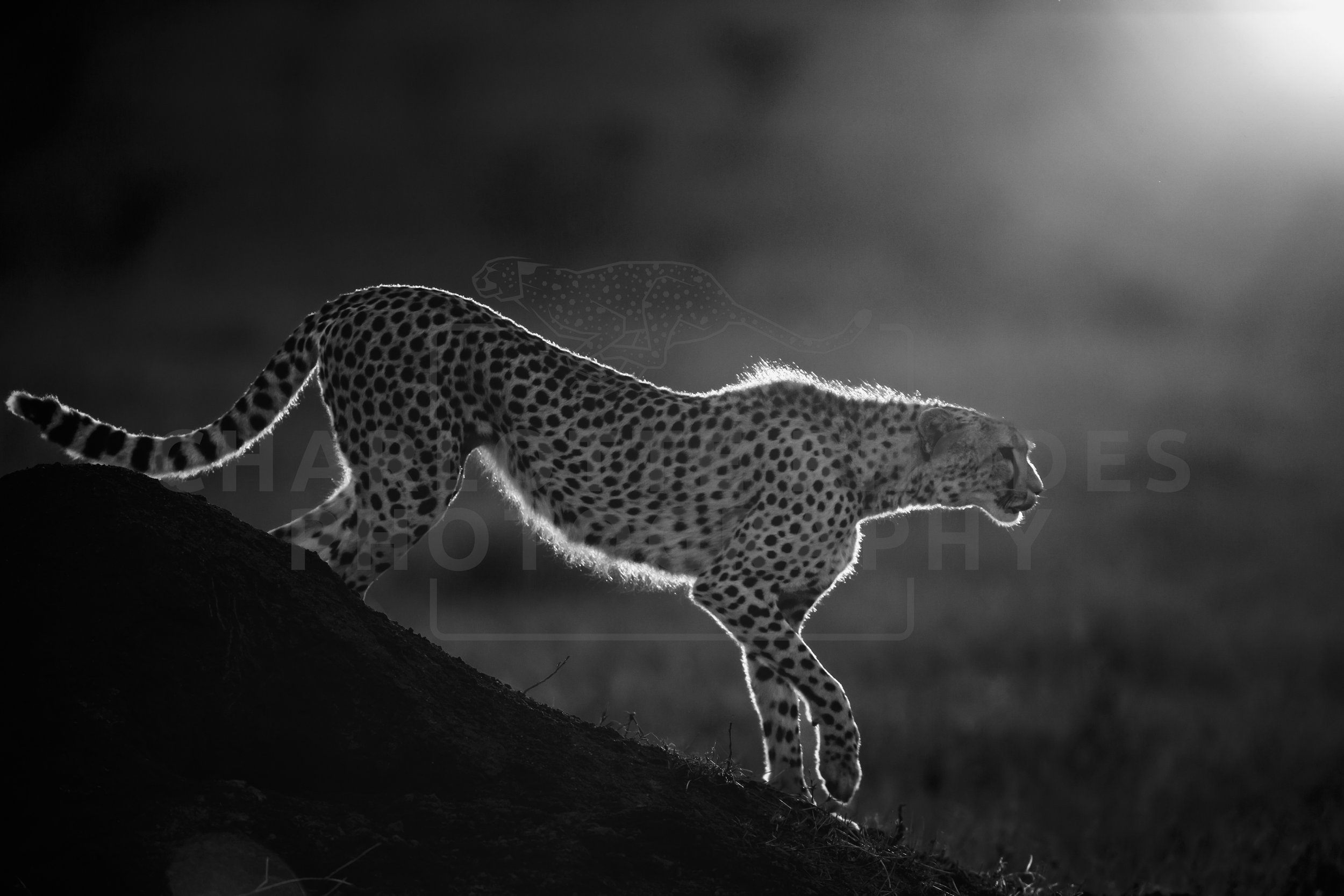 B&W images of the Masai Mara