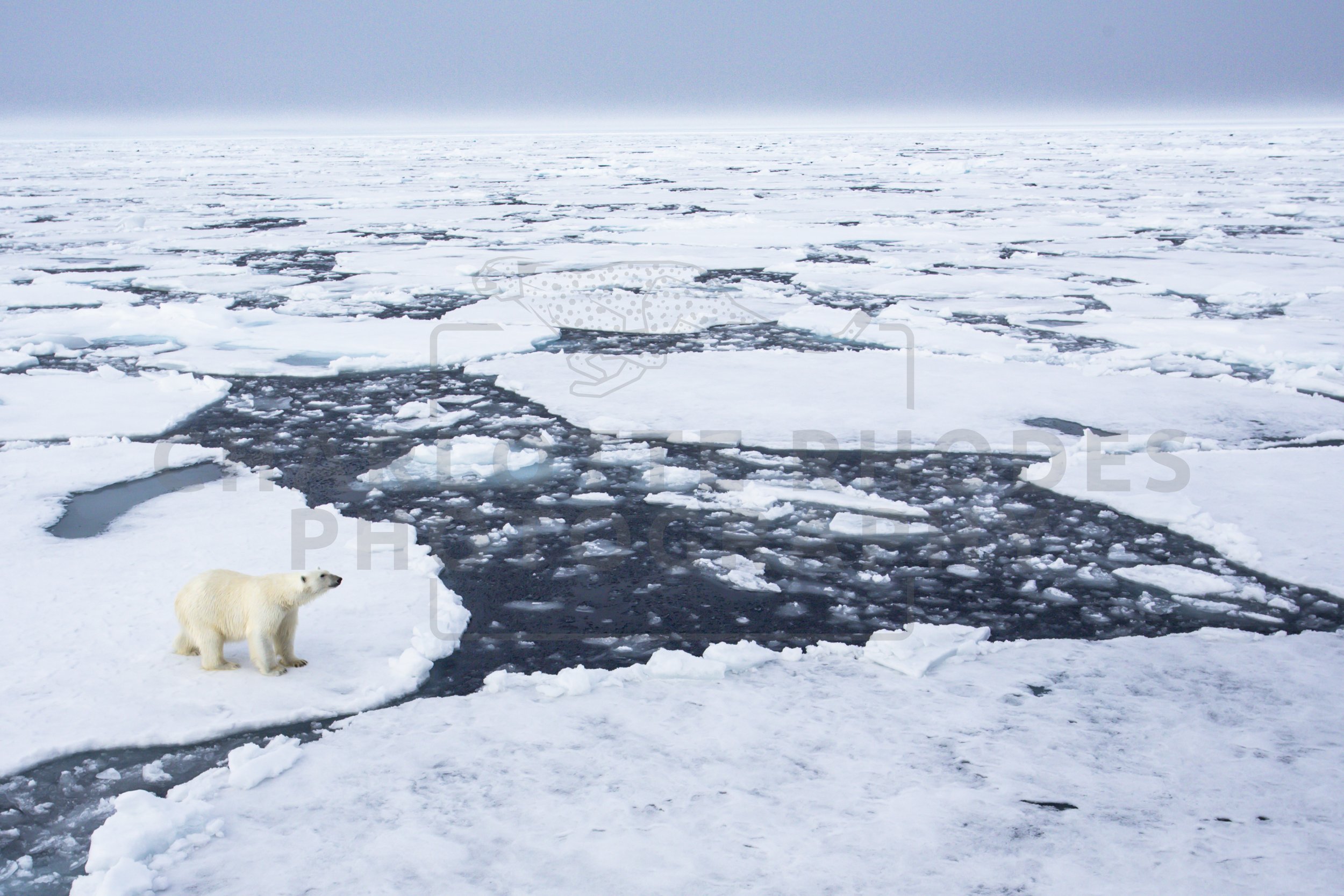 Wildlife of the Polar Regions