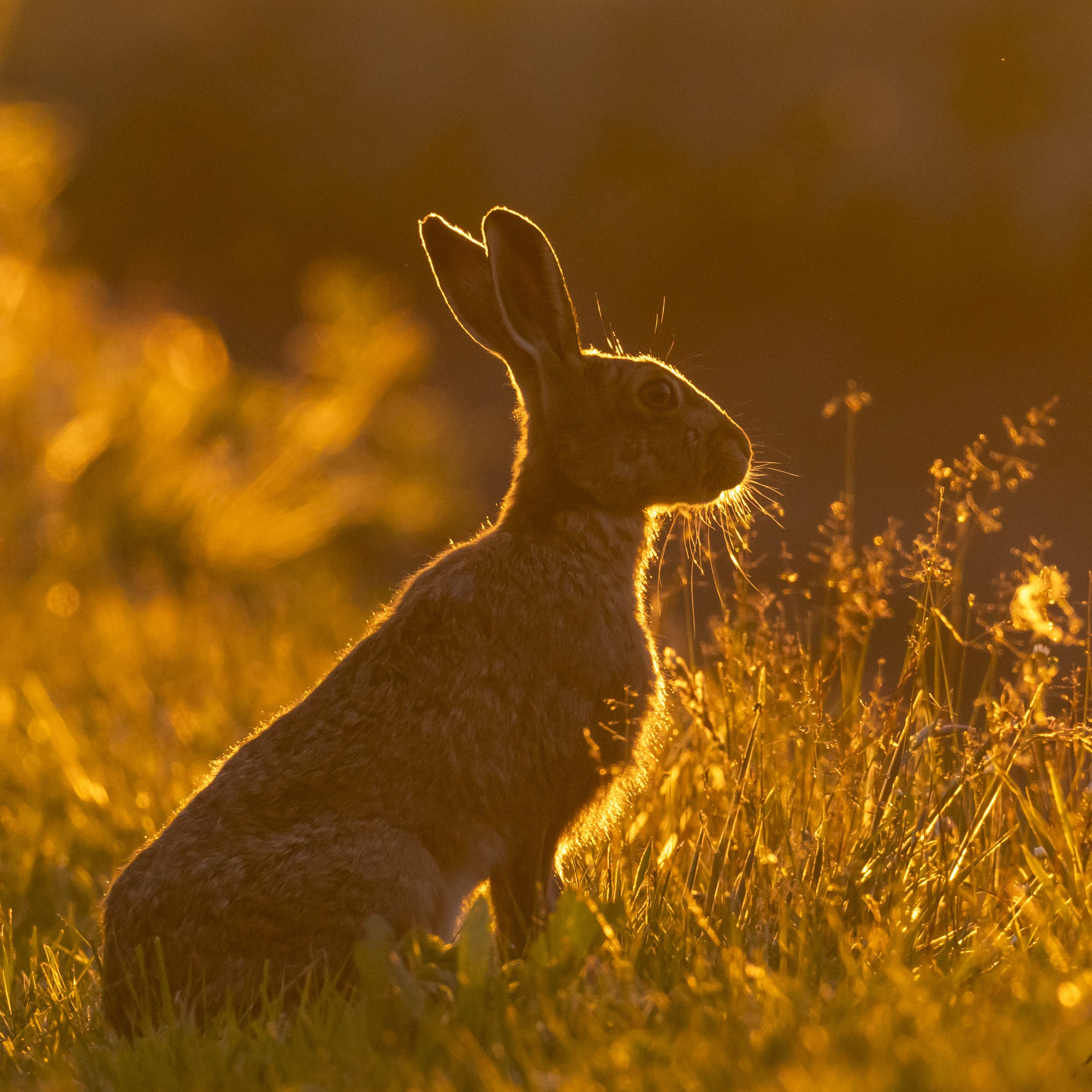 Hares and other wildlife of the UK
