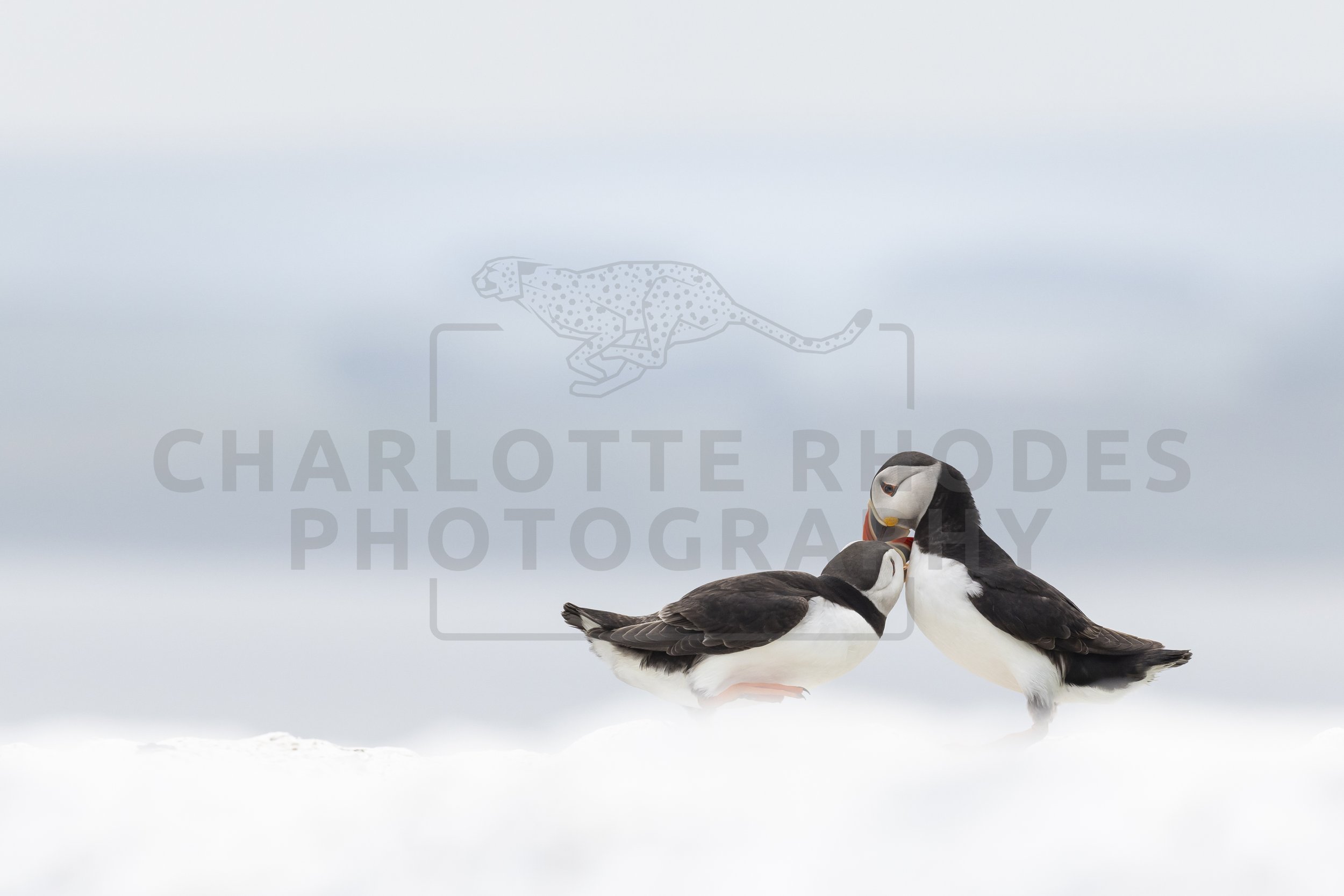 Other Birds of the UK