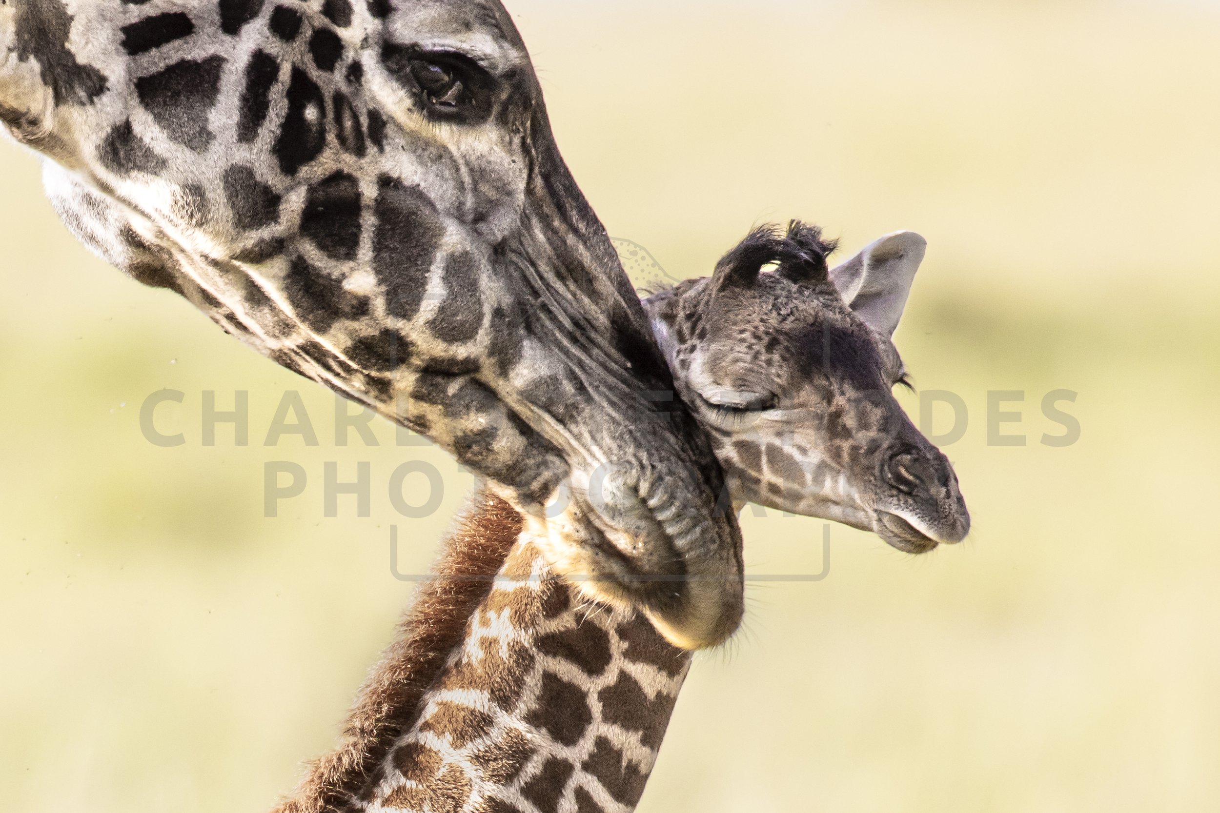 African Giraffes
