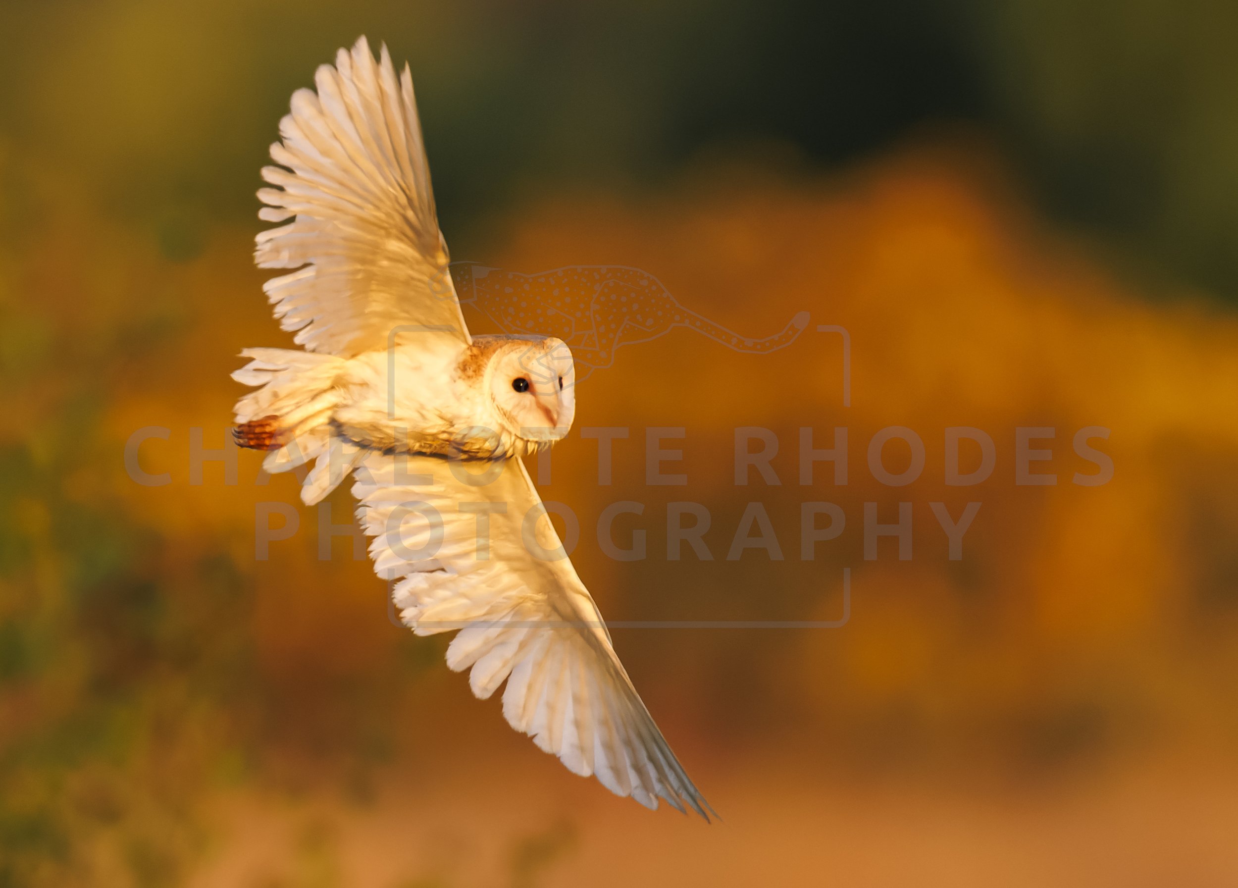Owls of the UK