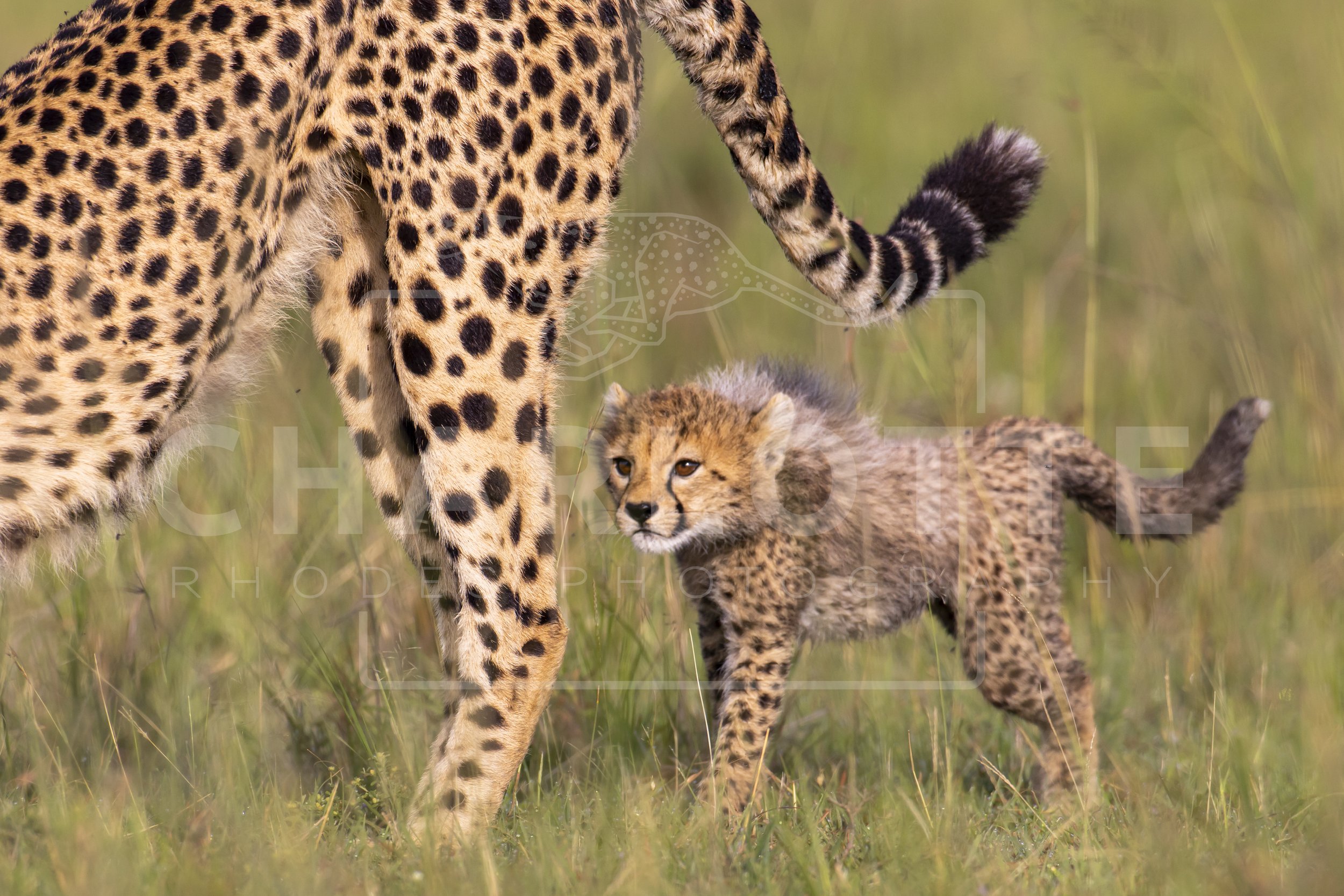 Spots: Cheetahs of the Masai Mara