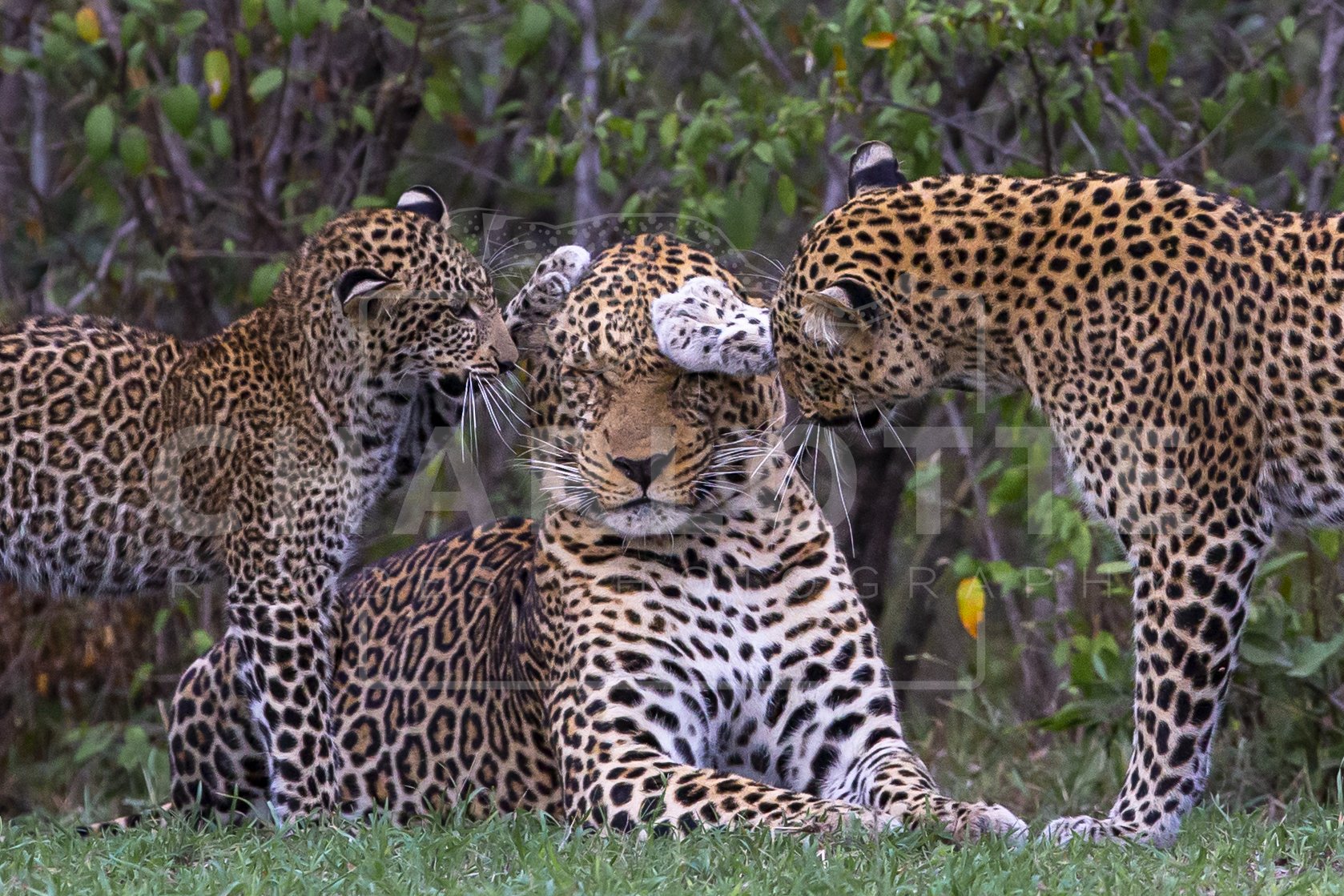 Leopards of the Masai Mara