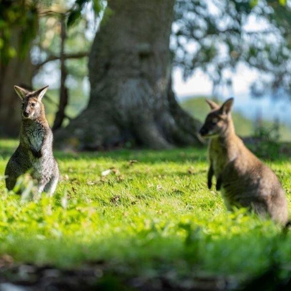 Leonardslee+wallabies+Gallery.jpeg