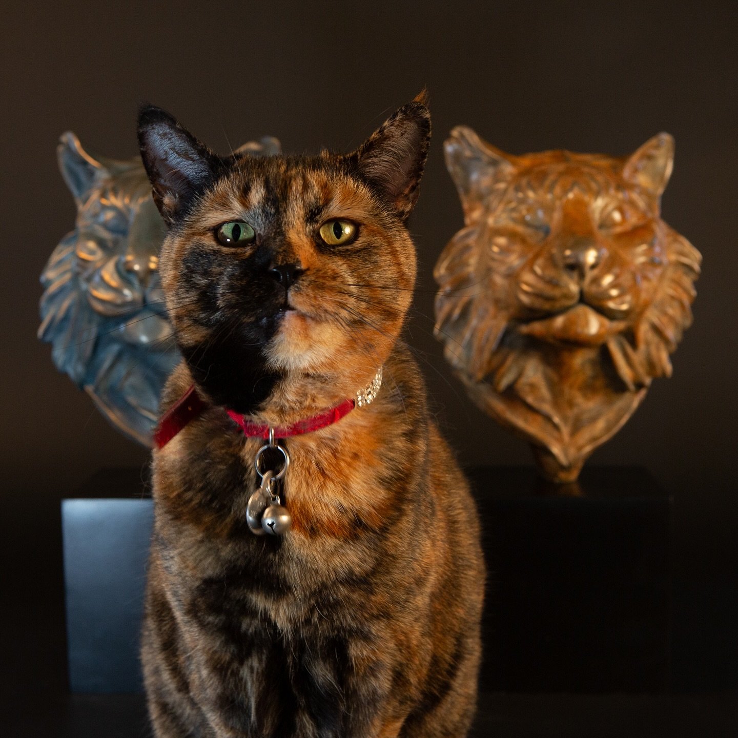 Introducing &rsquo;Puna&rsquo; my latest bronze sculpture of my new muse, a gorgeous Sumatran Tiger 🐅 who is in the safe hands of @thebigcatsanctuaryuk. Sumatran Tigers are critically endangered&hellip; More info to follow&hellip; these are just a f