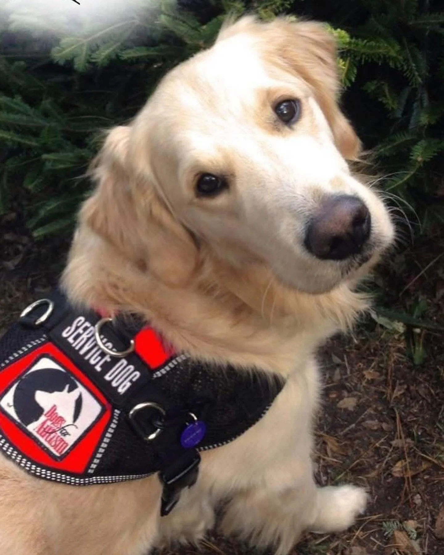 One of my big loves right here π We’ve had a very tough (touch and go) few days with our gorgeous Yuri (he initially came to us as my son, Dom’s, service dog from @dogsforautism) I love this 13 year old massive bundle of love and utter d