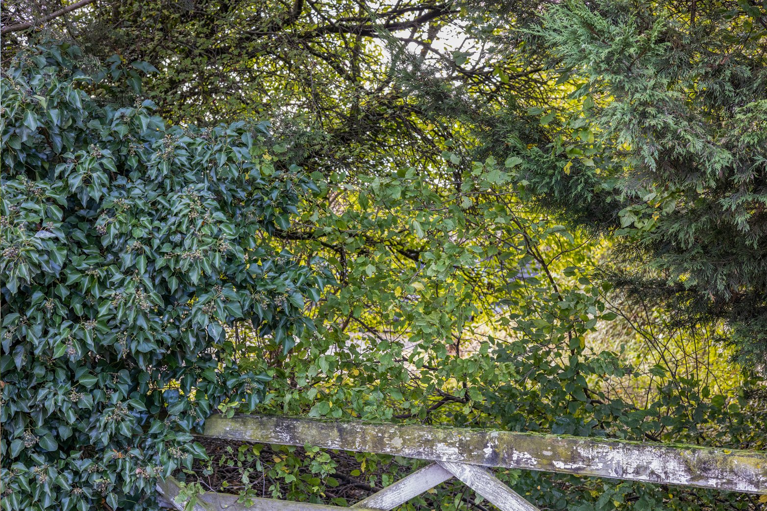 Viewpoint-1-pano-year-1.jpg