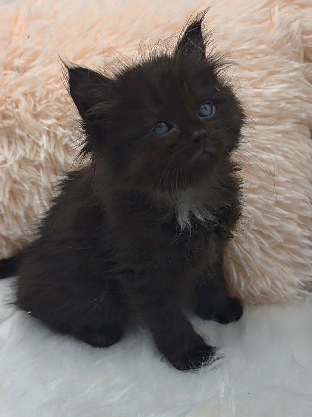 A small black kitten with a white patch on its chest sitting on a white surface with a fluffy beige pillow in the background.