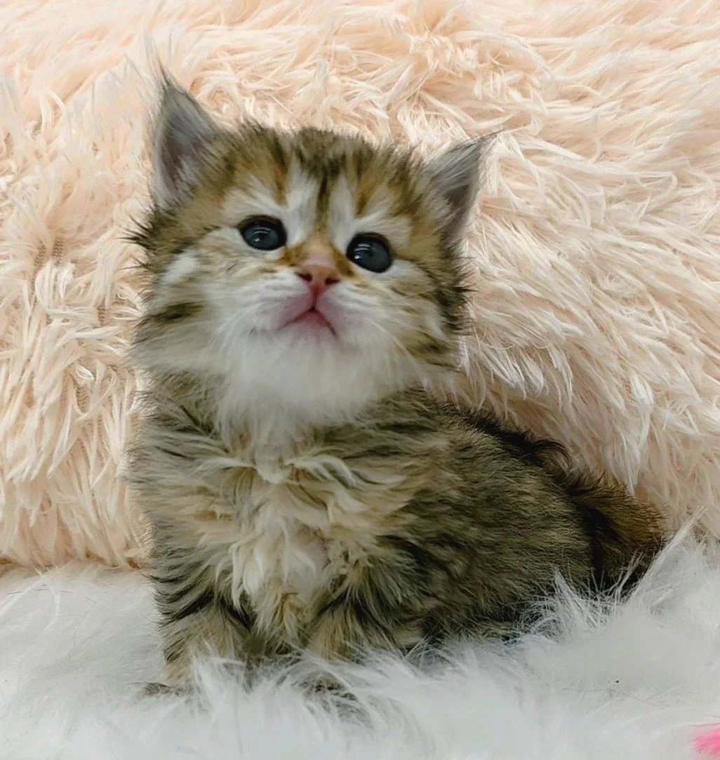 kitten heart and soul siberians