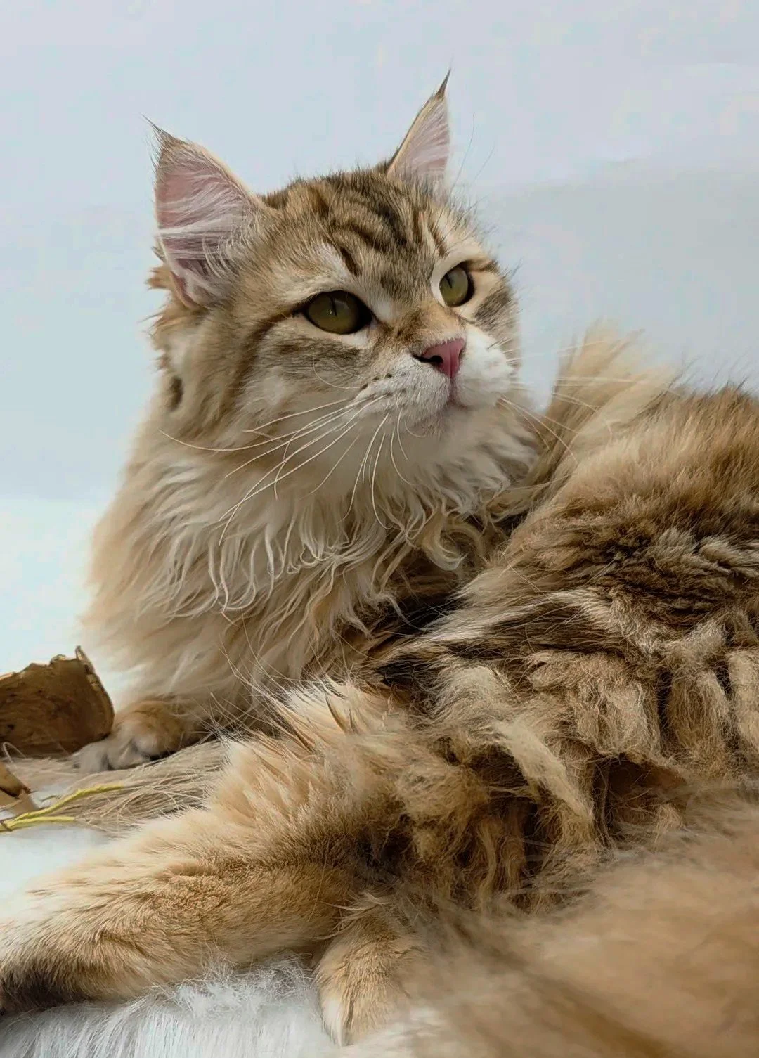 orion+king+heartandsoulsiberians.jpg