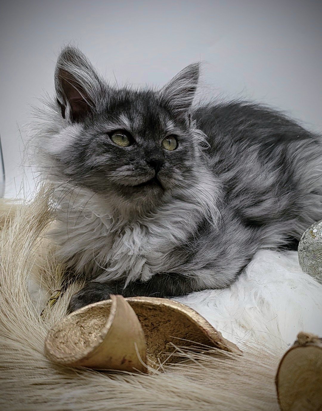 queen heartandsoulsiberians.jpg