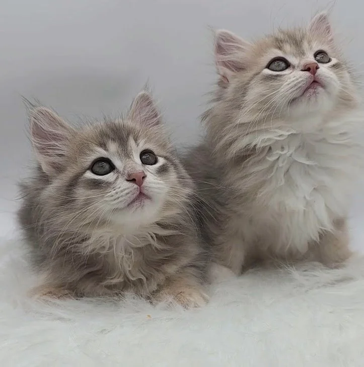 Two fluffy kittens with grey and white fur, looking upwards, on a soft white surface.