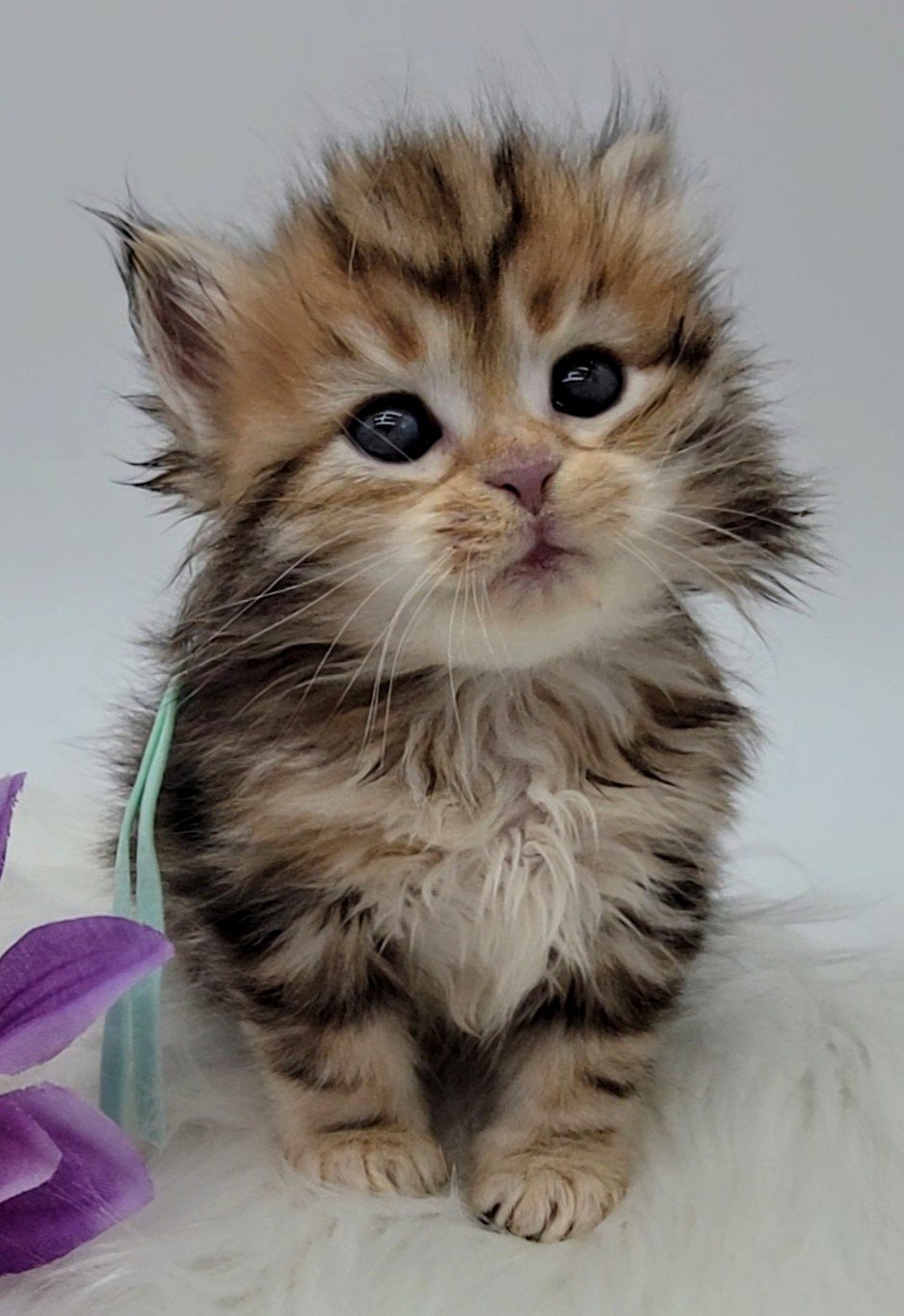 Siberian Cat Adoption: Ultimate Guide to Finding Your Perfect Pet