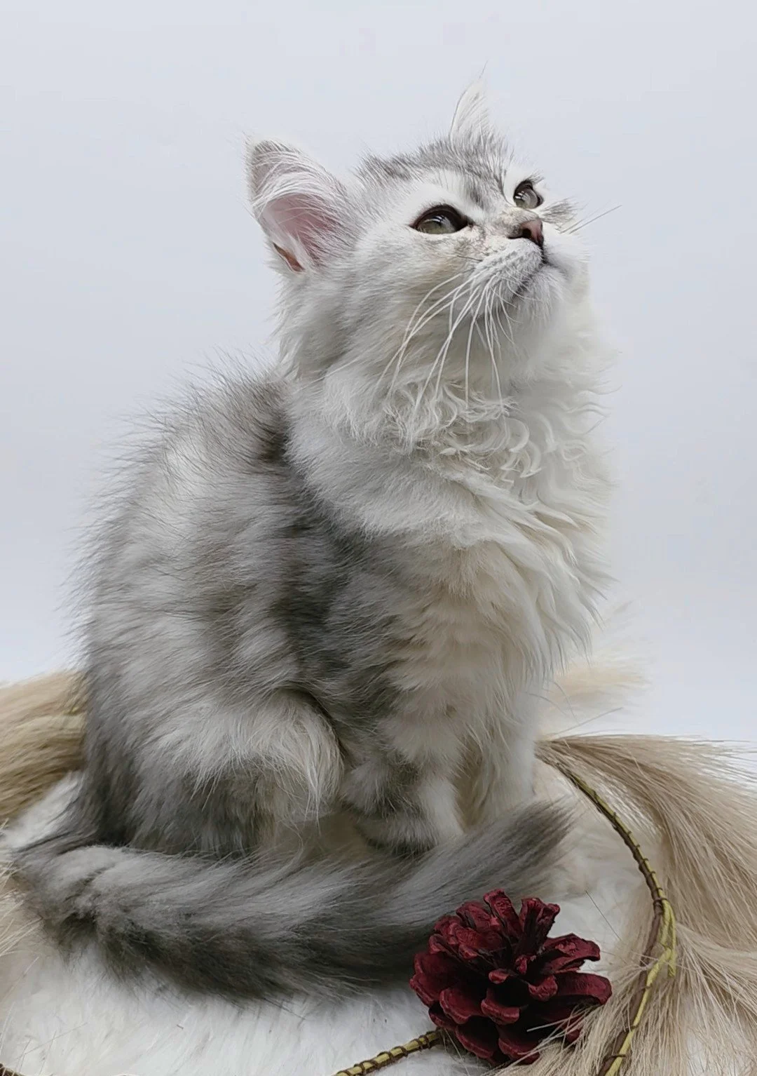 A fluffy gray and white Siberian kitten