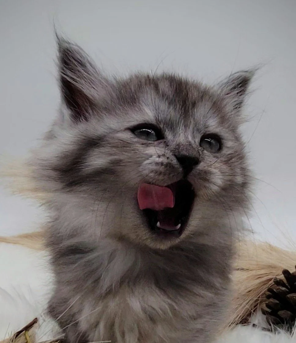 siberian kitten-heart and soul siberians
