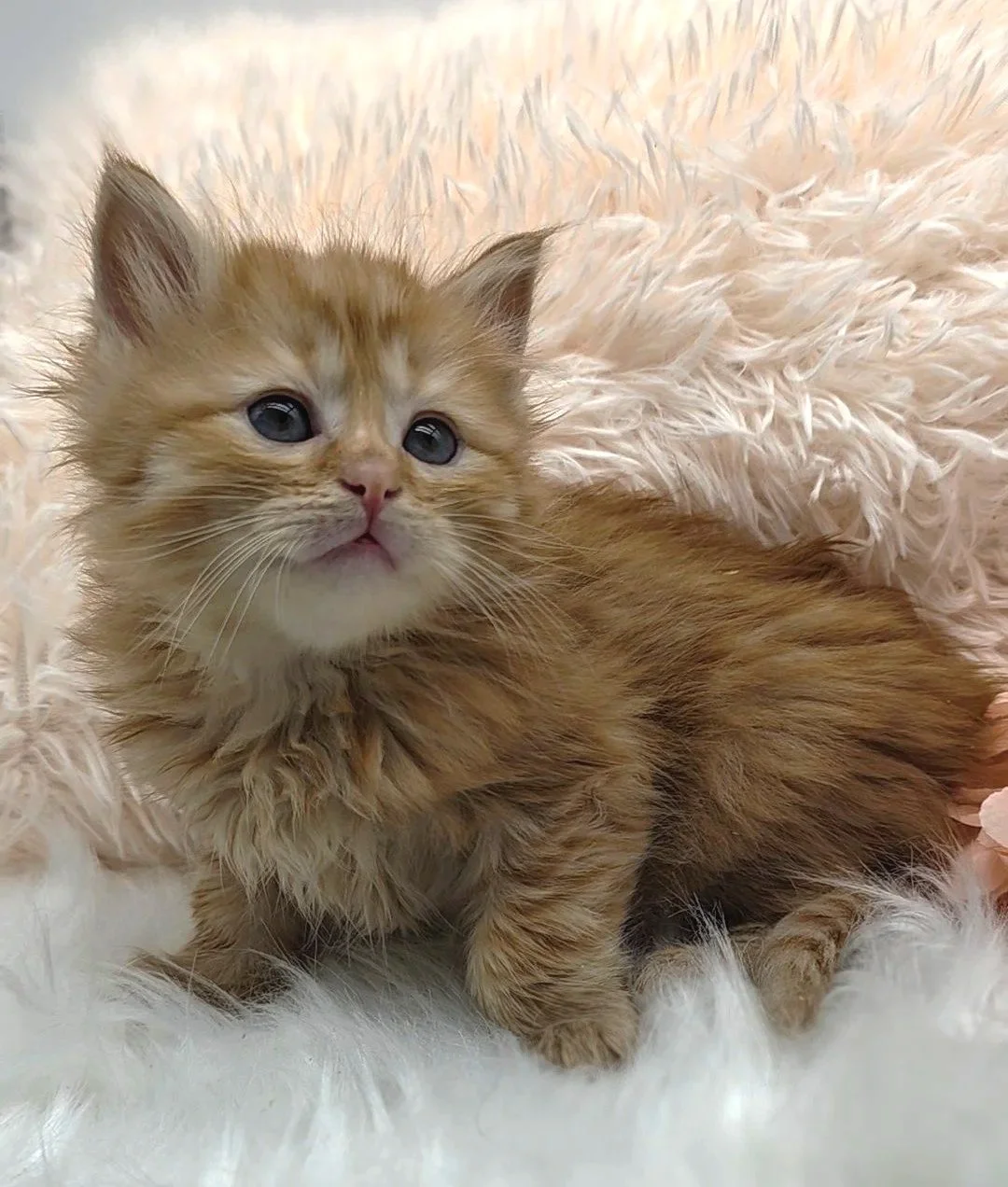 red siberian kitten heart and soul siberians