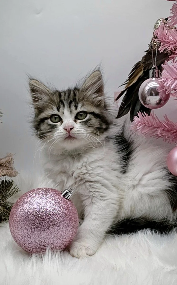 rden - heart and soul kitten