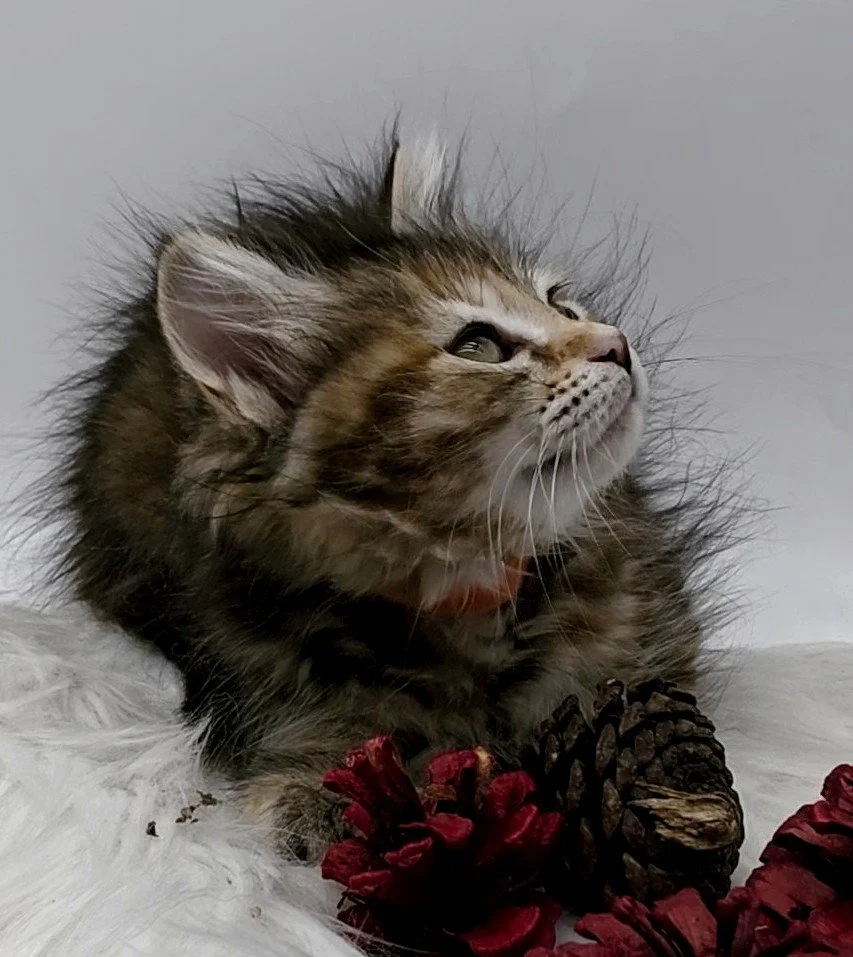 dalla lilly - heart and soul siberians.jpg ians.jpg