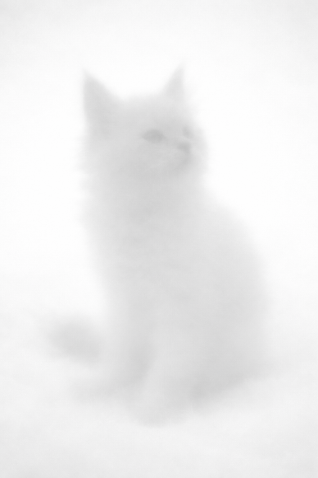 A very blurred, mostly white image of a fluffy cat with pointed ears and a slightly visible face.