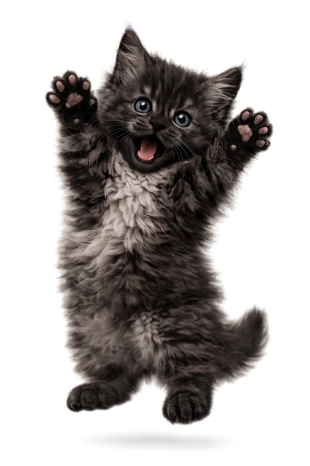 A playful gray tabby kitten with blue eyes jumping with paws outstretched.