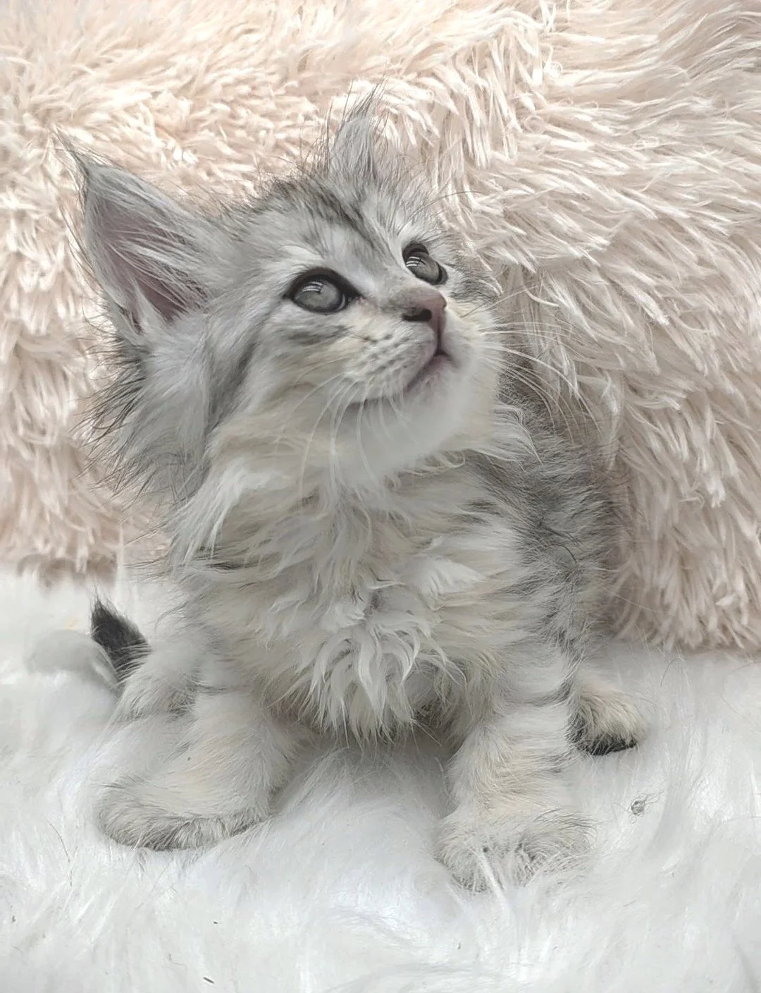 kitten heart and soul siberians