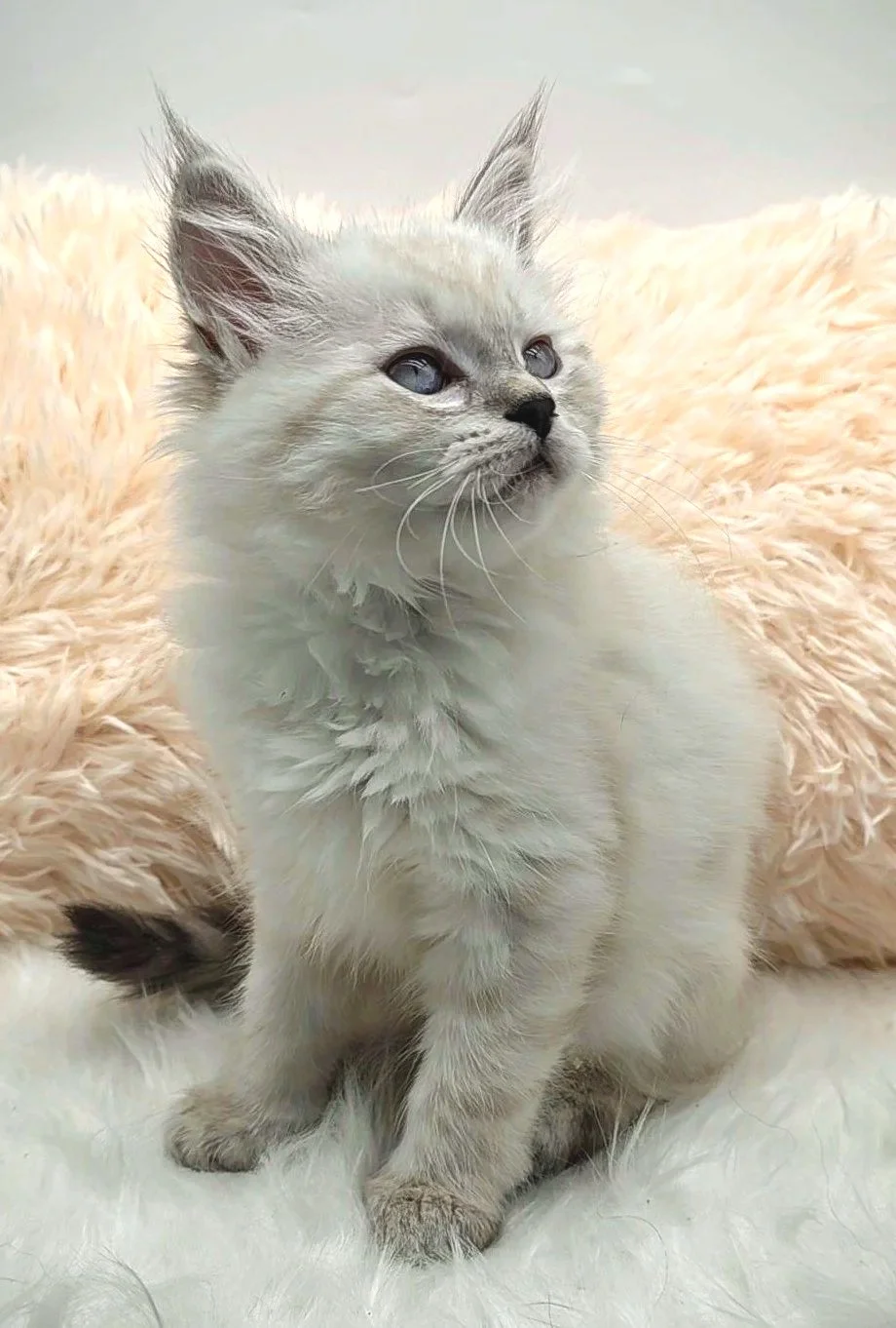 Cute Siamese kitten sitting on a white fluffy surface with a pink fluffy background.