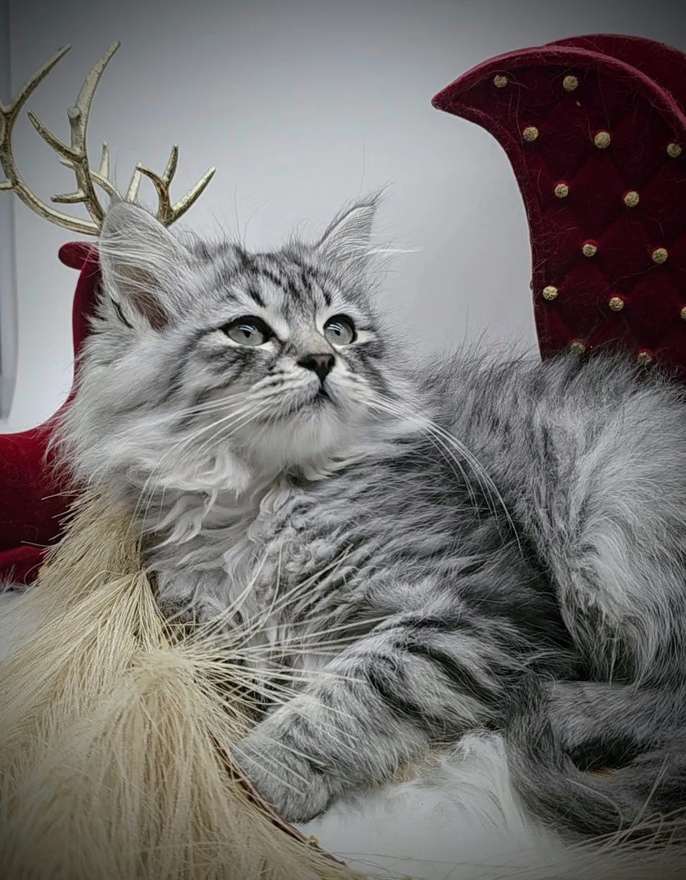 birch - heart and soul siberians - kitten.jpg 