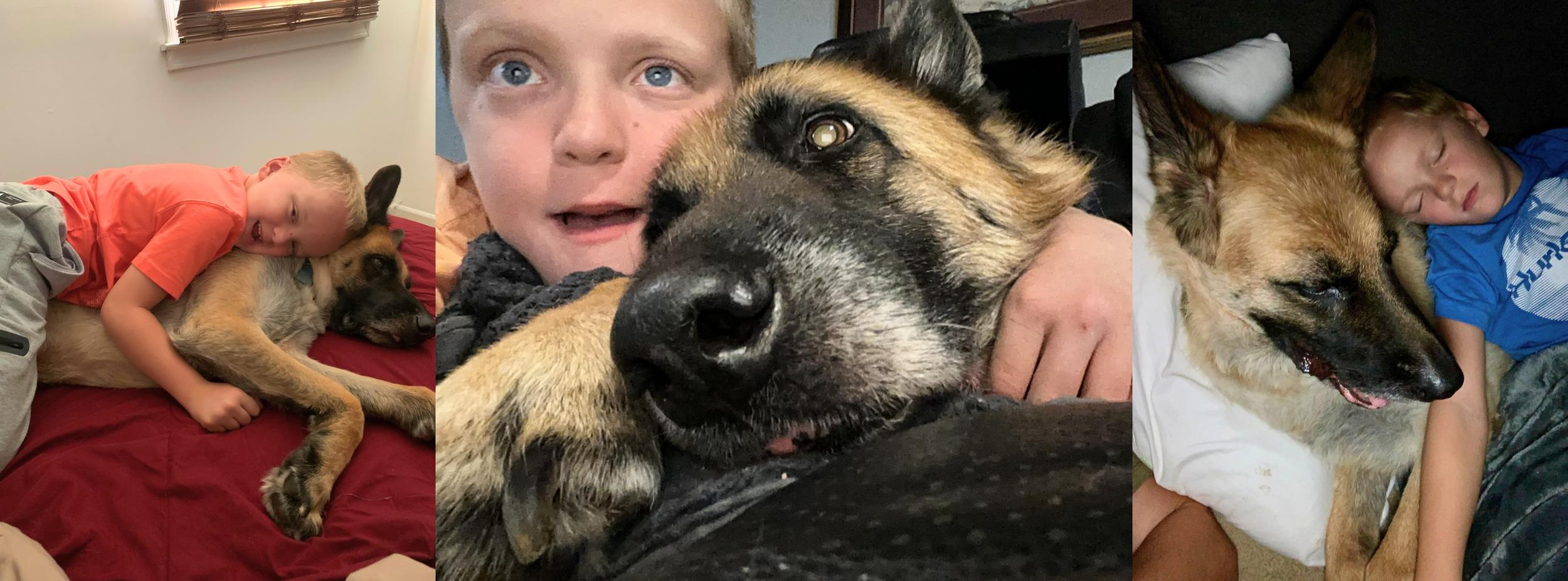 german shepherd and his autistic brother