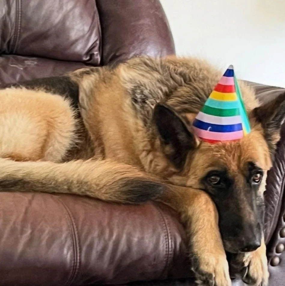 germam shepherd wearing a rainbow striped birthday hat