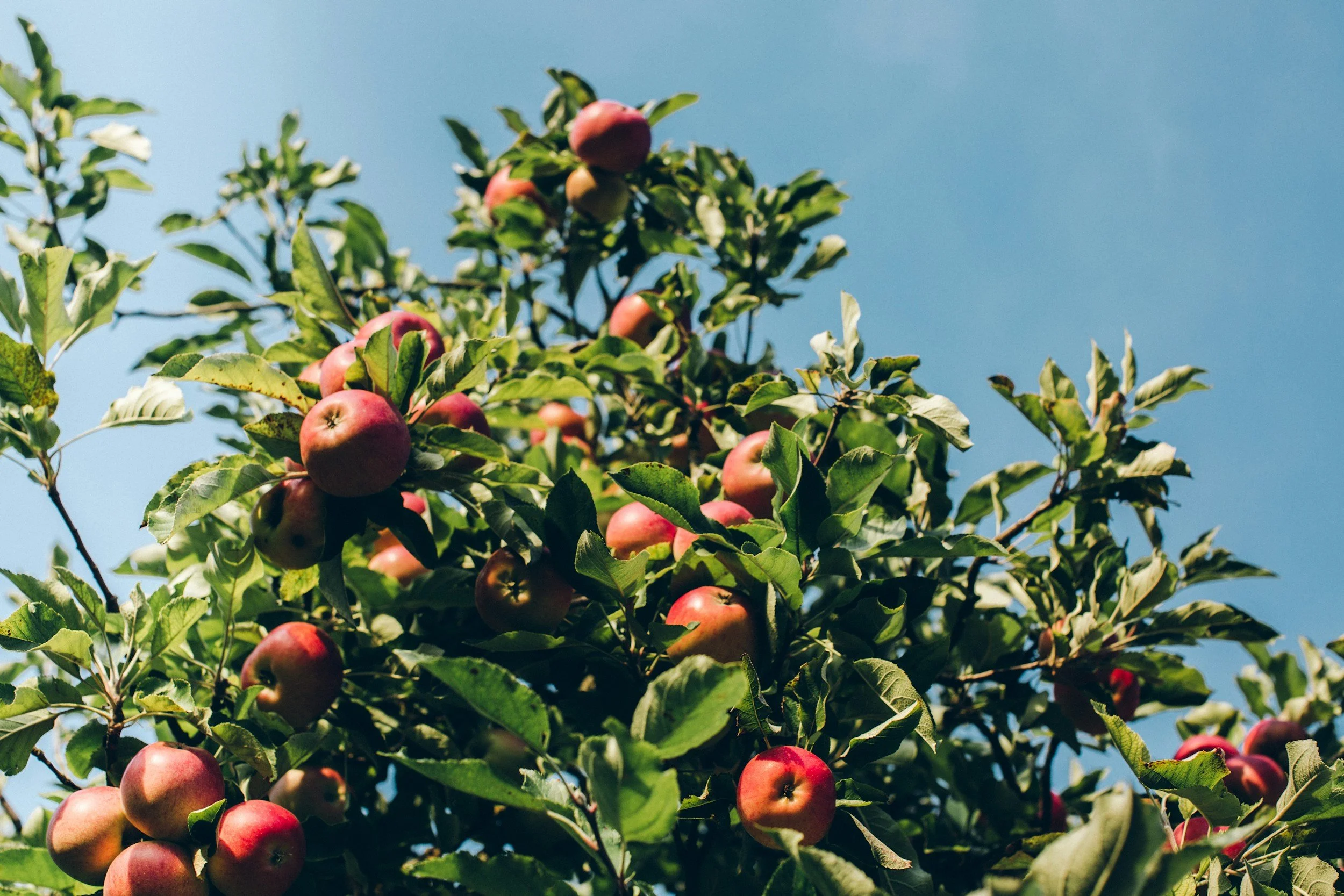 Does Cosmetically Imperfect Produce Have a Chance in the Fresh Produce Market?
