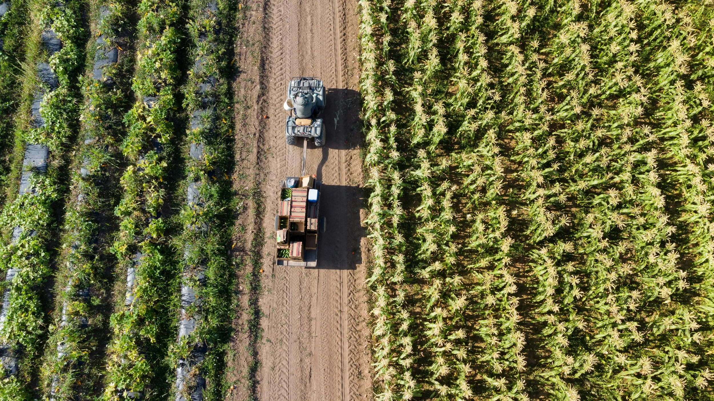 Affordability Under Pressure: Challenges Across the Food Supply Chain&nbsp;