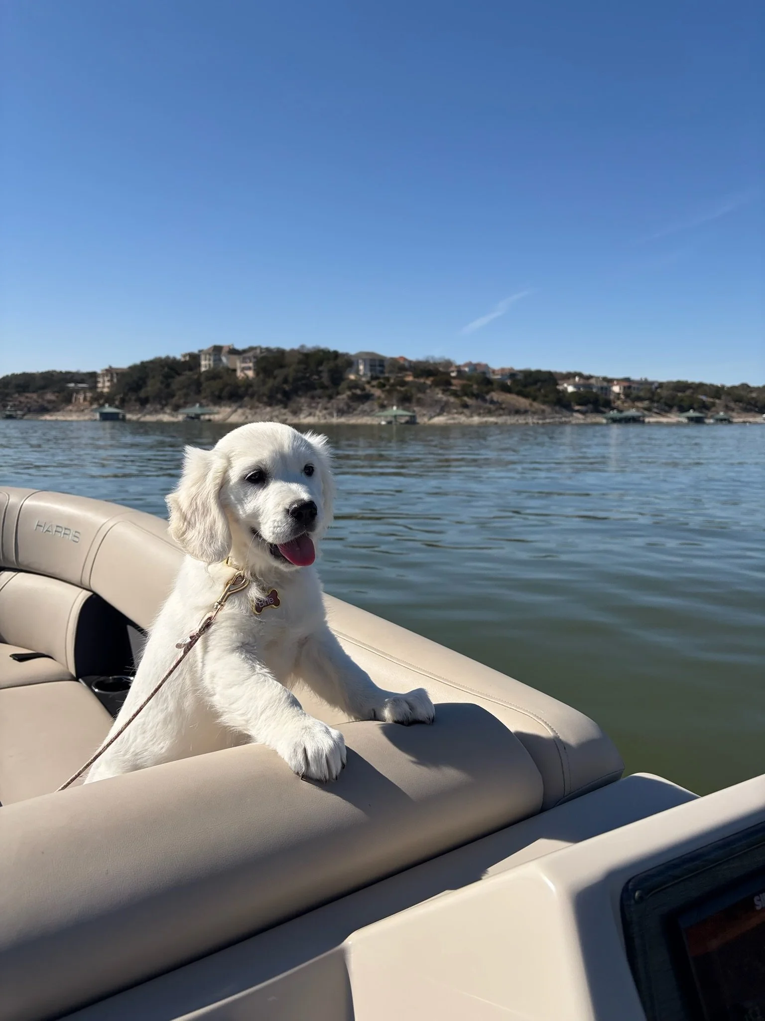 What a Puppy Taught Me About Time, Productivity, and Letting Go