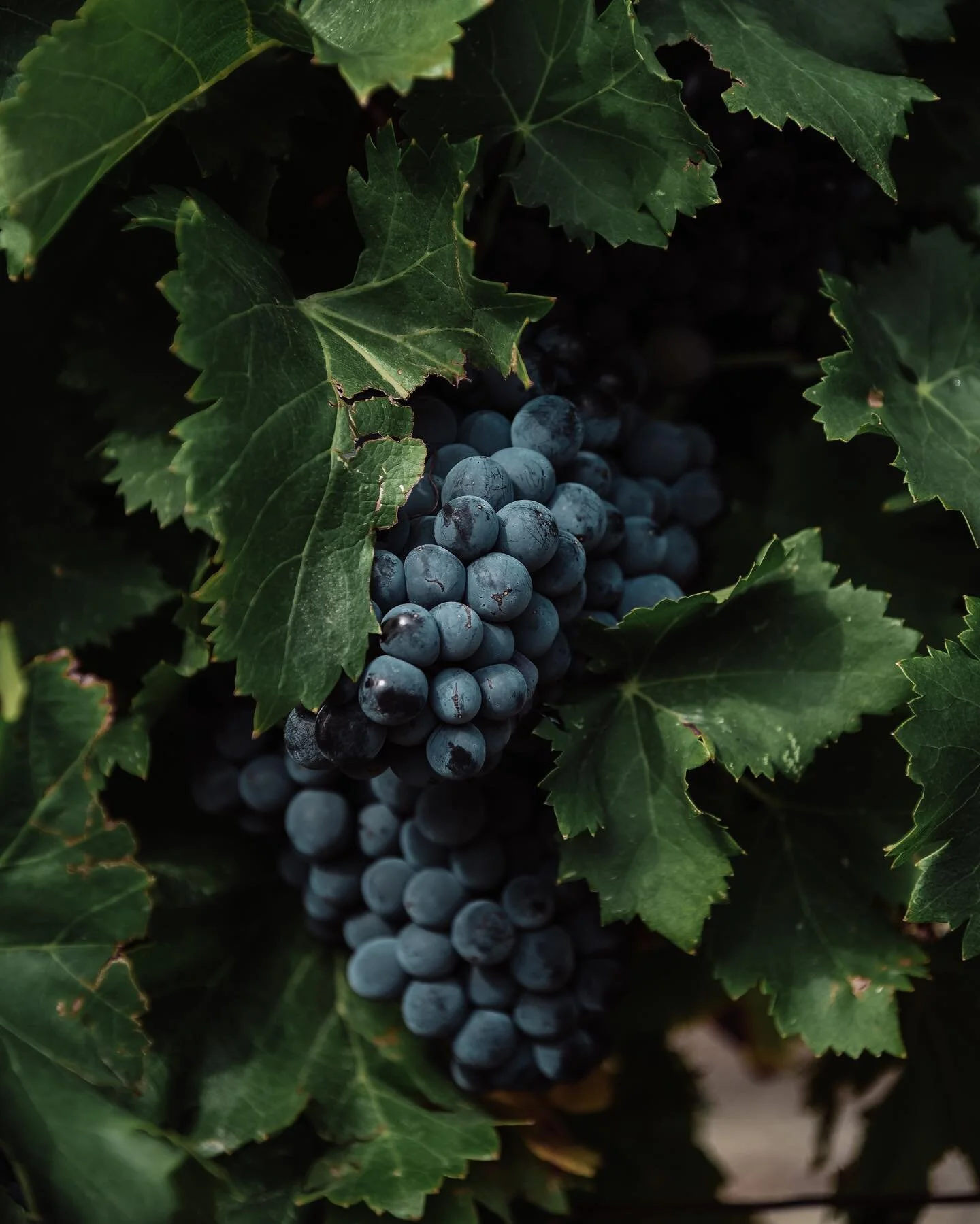 Camera on the shoulder, busy morning, the harvest has started 🍇for  @domainelafourmone