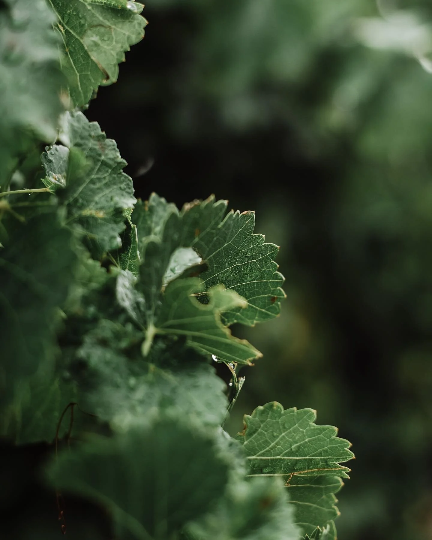rainy september on @domainelafourmone &rsquo;s grenaches